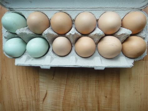 Pasture Raised Chicken Eggs — Croakers Crossing Farm