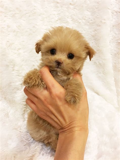 Toy Dogs vs. Teacup Dogs: A Comprehensive Guide to Choosing the Perfect
