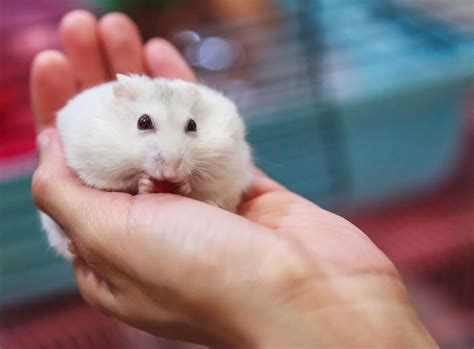 albino syrian hamster