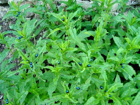 Бръмбари листояди - сем. Chrysomelidae - Форум HobbyKafe.com