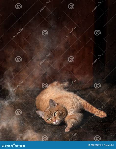 682 Cat Foggy Stock Photos - Free & Royalty-Free Stock Photos from