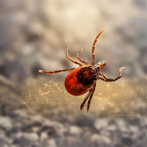 Beware of Deer Ticks: Stealthy Pests with Serious Consequences | Pest ...