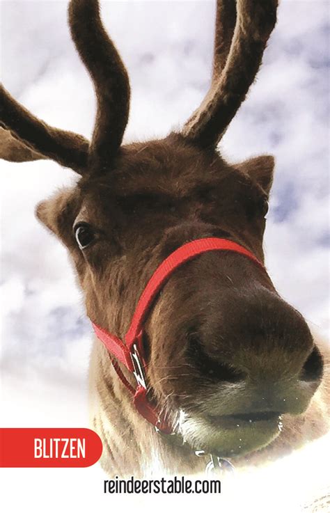 Blitzen - ReindeerStable.com