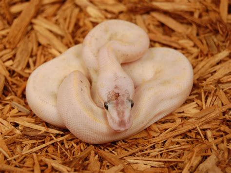 Morph List - World of Ball Pythons