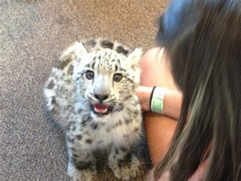 Baby snow leopard at the local Pet Hospital : aww