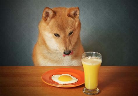 Are Cooked Eggs Good For Dogs