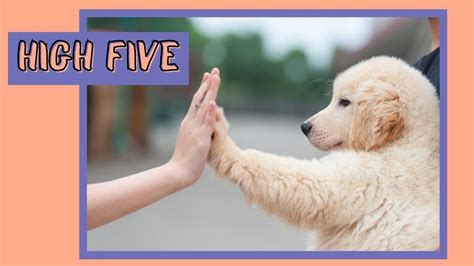 teach  dog   high  fun  easy dog tricks youtube