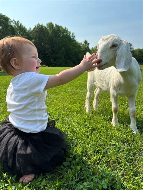 Open Creamery Day at Honey Wilde Farm 2025, 42 Cross Rd, Unity, ME, 12