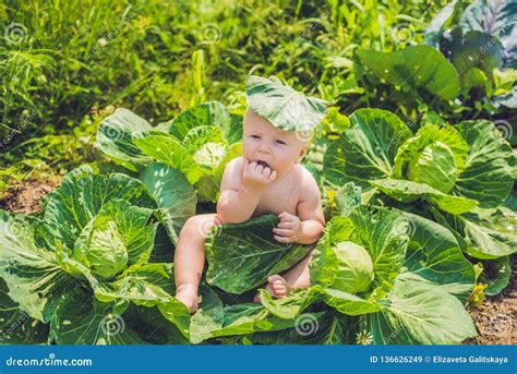 A Baby Sitting Among The Cabbage. Children Are Found In Cabbage Stock ...