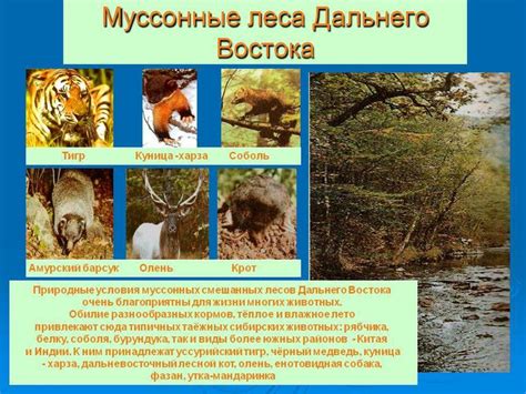 Муссонные леса - презентация онлайн