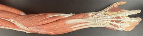 muscles   antebrachium  diagram quizlet
