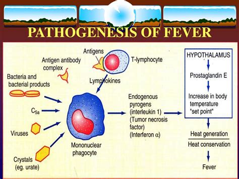 PPT - Understanding Fever: Causes, Symptoms, and Treatment PowerPoint