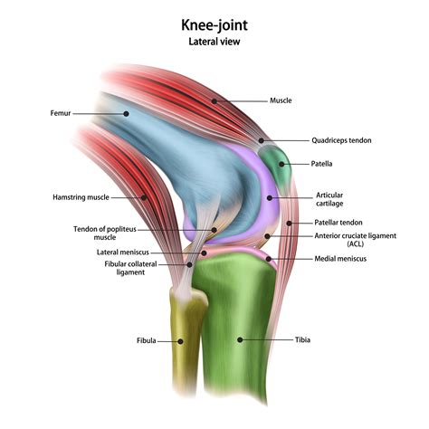 Knee Joint Pain Back Of Knee at Sandra Madrigal blog