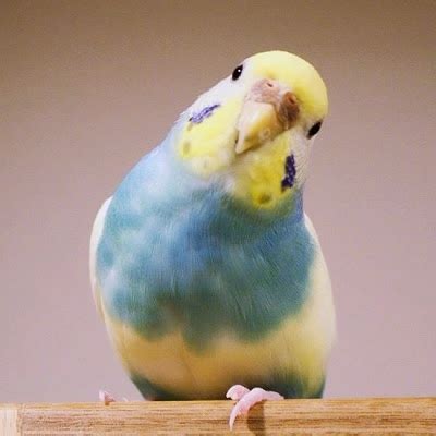Budgies are Awesome: Holidays Needed!