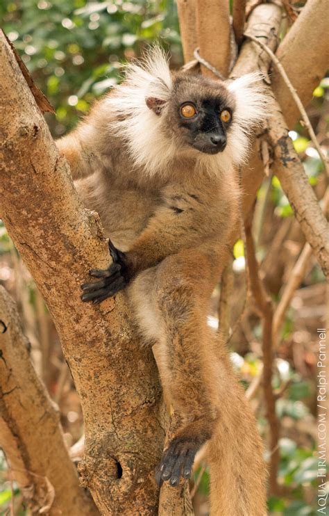 Lemurs of Madagascar | Black Lemurs | AQUA-FIRMA Wildlife & Travel Guides