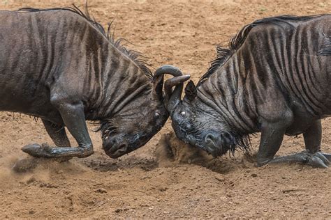 35 Animal Brawls Caught on Camera | National Geographic