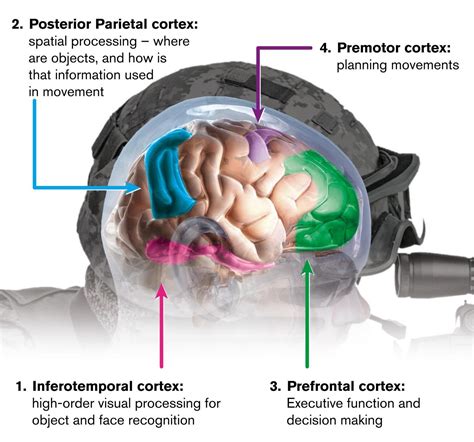 posterior-parietal-cortex-170726 - The BRAIN Initiative