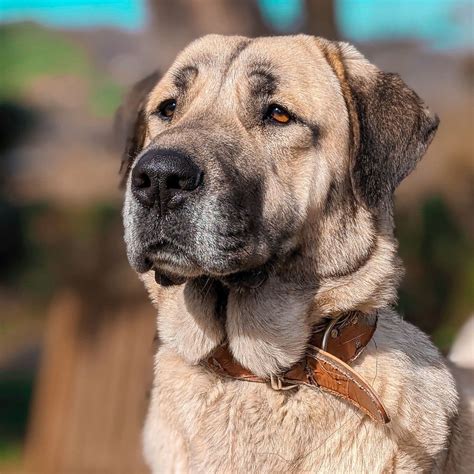 Kangal - Young Female Kangal from Sivas