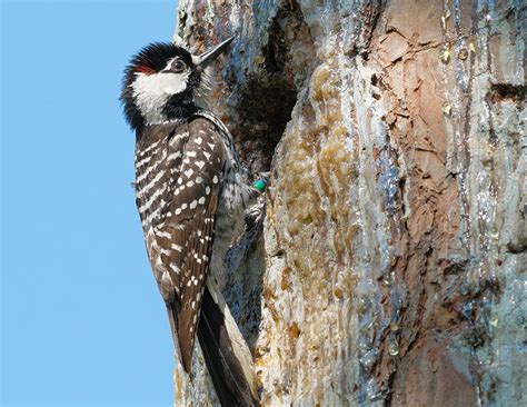 Saving the Red-cockaded Woodpecker | BirdNote