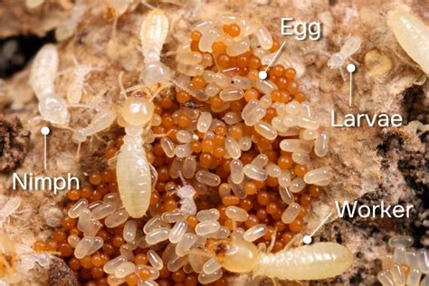 From Egg To Adult: The Fascinating Development Of Baby Termites