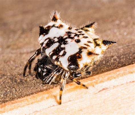 Small spider arachnid close up