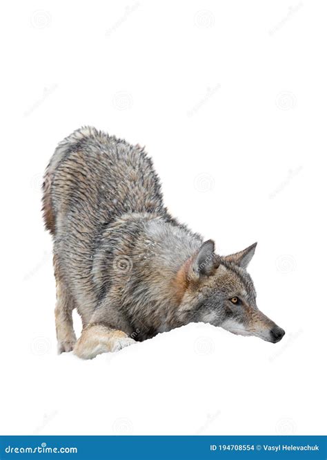 Wolf Hides before Attacking Prey Isolated on White Stock Photo - Image