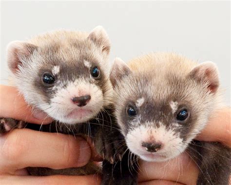 Captive Breeding - BLACKFOOTEDFERRET.ORG