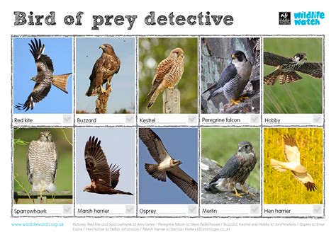 activities wildlife