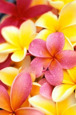 100pcs Multicolor Frangipani Plumeria Rubra Seeds - BestSeedsOnline.com ...