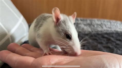 Кокося🥰🥰🥰 - YouTube