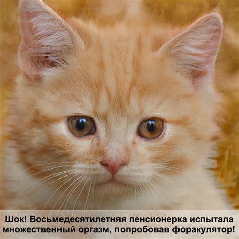 чем лечить стригущий лишай у кошек — Postimages