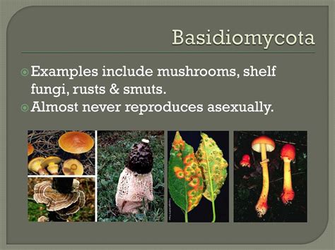 PPT - Fungi PowerPoint Presentation, free download - ID:1820032