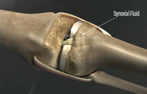 Synovial fluid in knee joint - synbillo