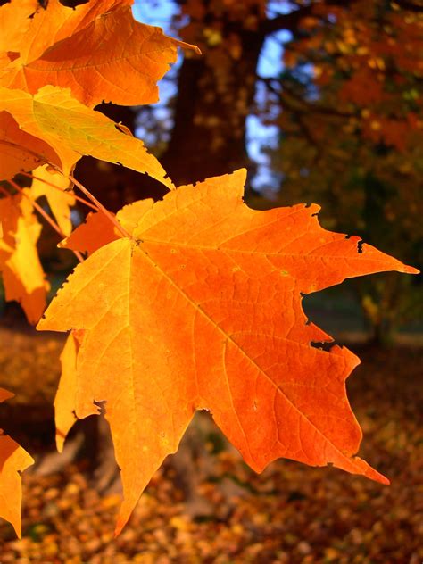 beautiful fall autumn leaves pictures wallpaperscom