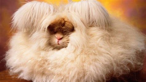 Welcome To The Incredibly Fluffy World Of Angora Rabbits | Angora ...