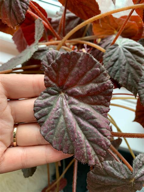 What is this fuzzy purple plant? Can I plant it outside? : whatsthisplant