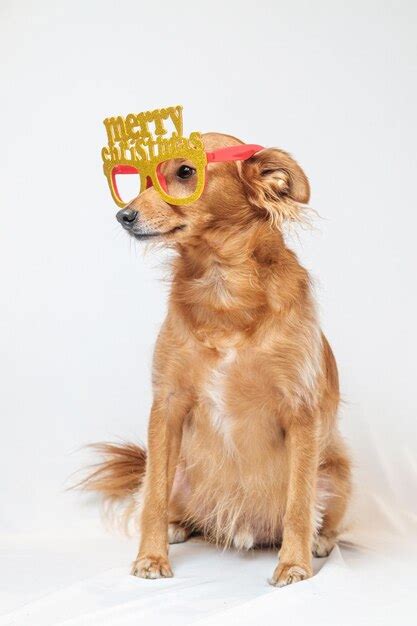 Premium Photo | Dog looking away while sitting against white background