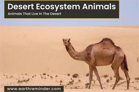 desert ecosystem animals  animals     desert
