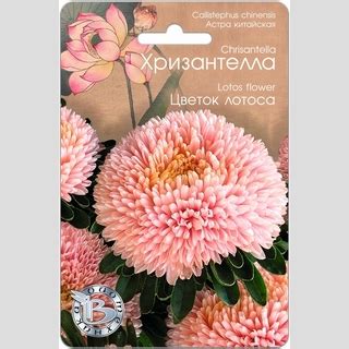 Семена Астра Хризантелла Цветок Лотоса 30шт Биотехника купить по низкой ...