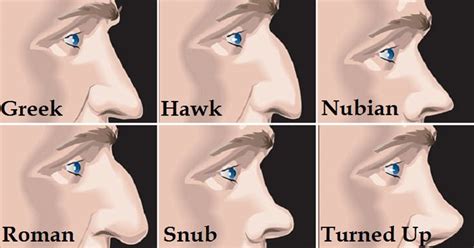 nose shapes medical drawings nose drawing nose shapes