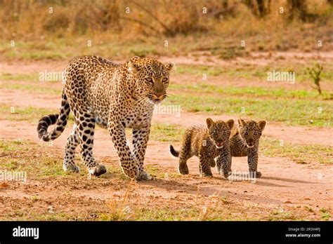 african leopard panthera pardus pardus leopard niche leopards