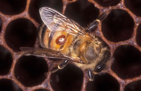 varroa honey bee research  extension laboratory university