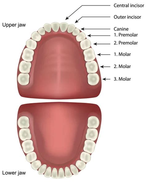 teeth anatomy stock vector vectomart