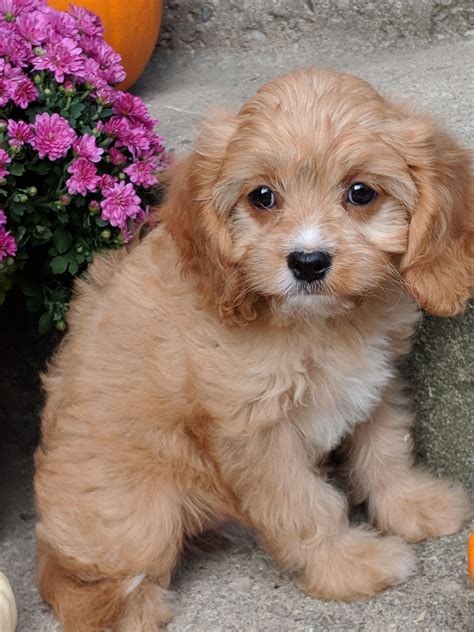 Cavadoodle Puppies For Sale in Guelph, ON | Country Care Doodles