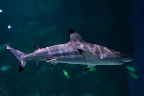 Blacktip Reef Shark - The Living Planet Aquarium