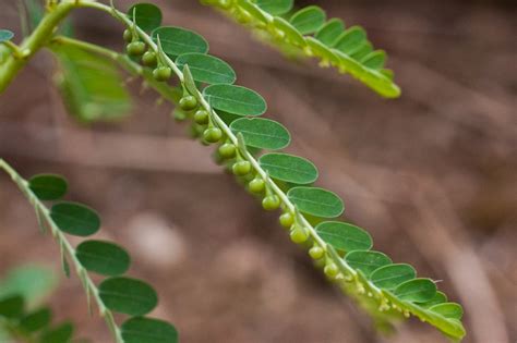 Phyllanthus urinaria (Chamberbitter, Chamber Bitter, Gripeweed ...