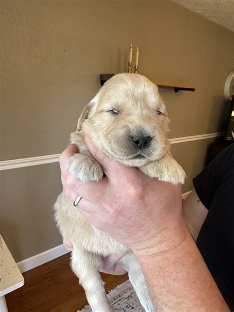 Golden Retriever Puppy Breeder in Western, MD