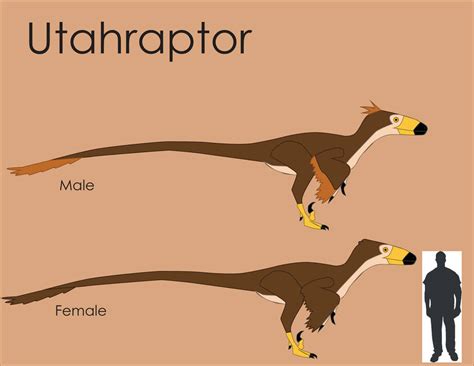 Utahraptor Size Comparison by LouJunior on DeviantArt