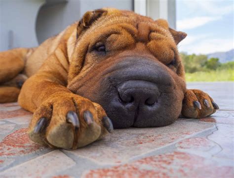 Top 10 rare cute dog breeds you've probably never heard of