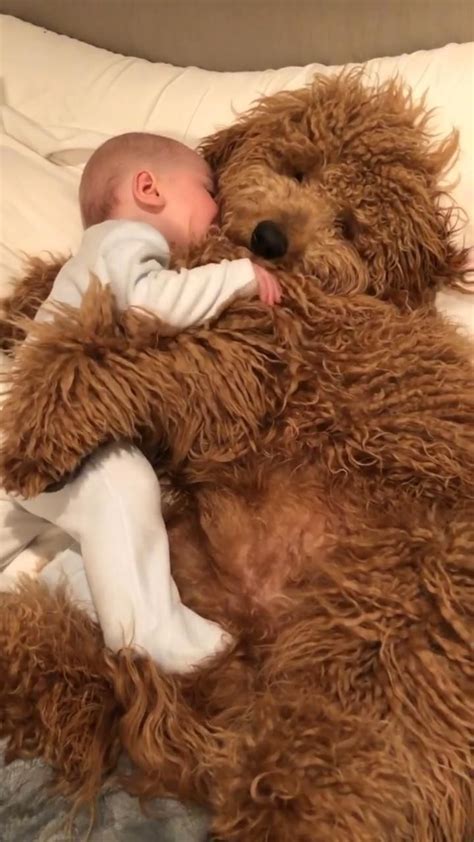 Pin on Cute Animals Videos